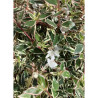 ABELIA CONFETTI