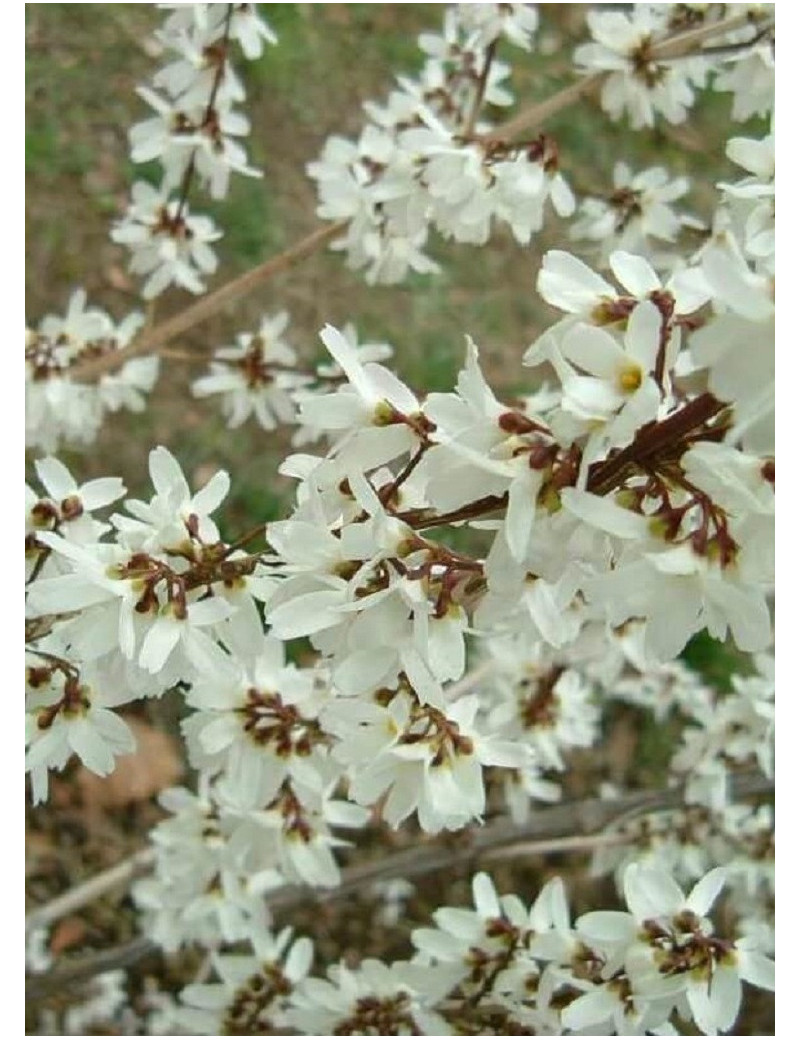 ABELIOPHYLLUM distichum