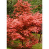 ACER palmatum DESHOJO