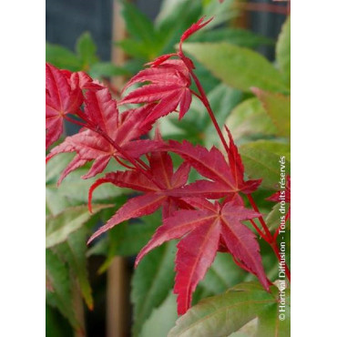 ACER palmatum DESHOJO