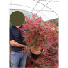 ACER palmatum DESHOJO En pot de 10-12 litres