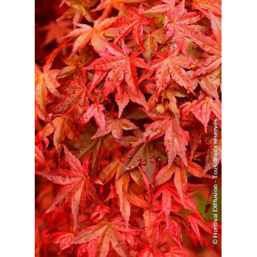 ACER palmatum DESHOJO