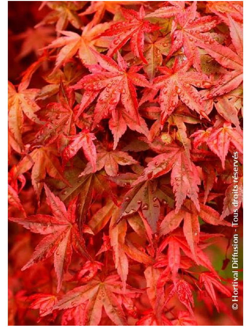 ACER palmatum DESHOJO