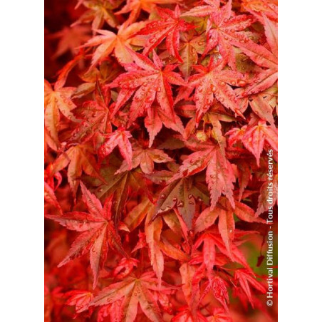 ACER palmatum DESHOJO