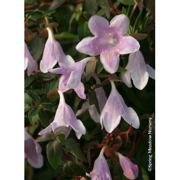 ABELIA PINKY BELLS