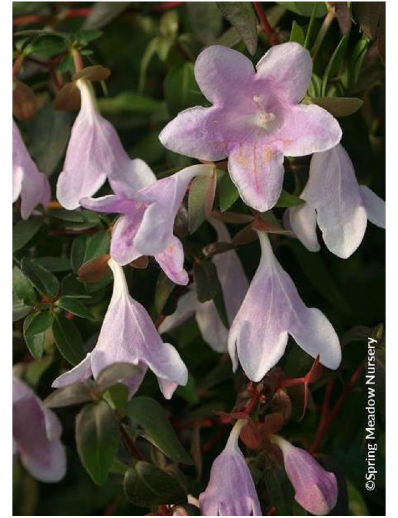 ABELIA PINKY BELLS