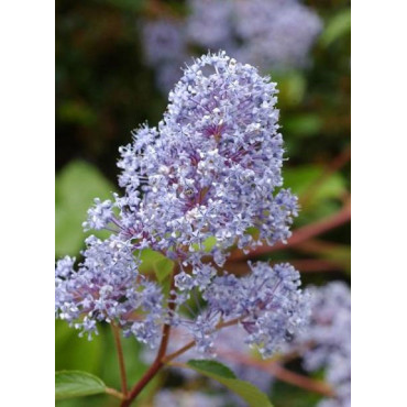 CEANOTHUS delilianus GLOIRE DE VERSAILLES