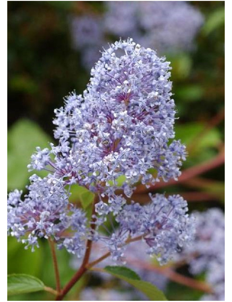 CEANOTHUS delilianus GLOIRE DE VERSAILLES