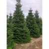 ABIES nordmanniana