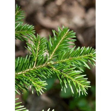 ABIES nordmanniana