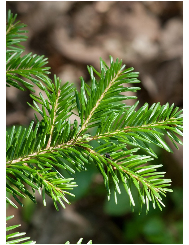 ABIES nordmanniana