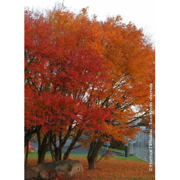 ACER palmatum