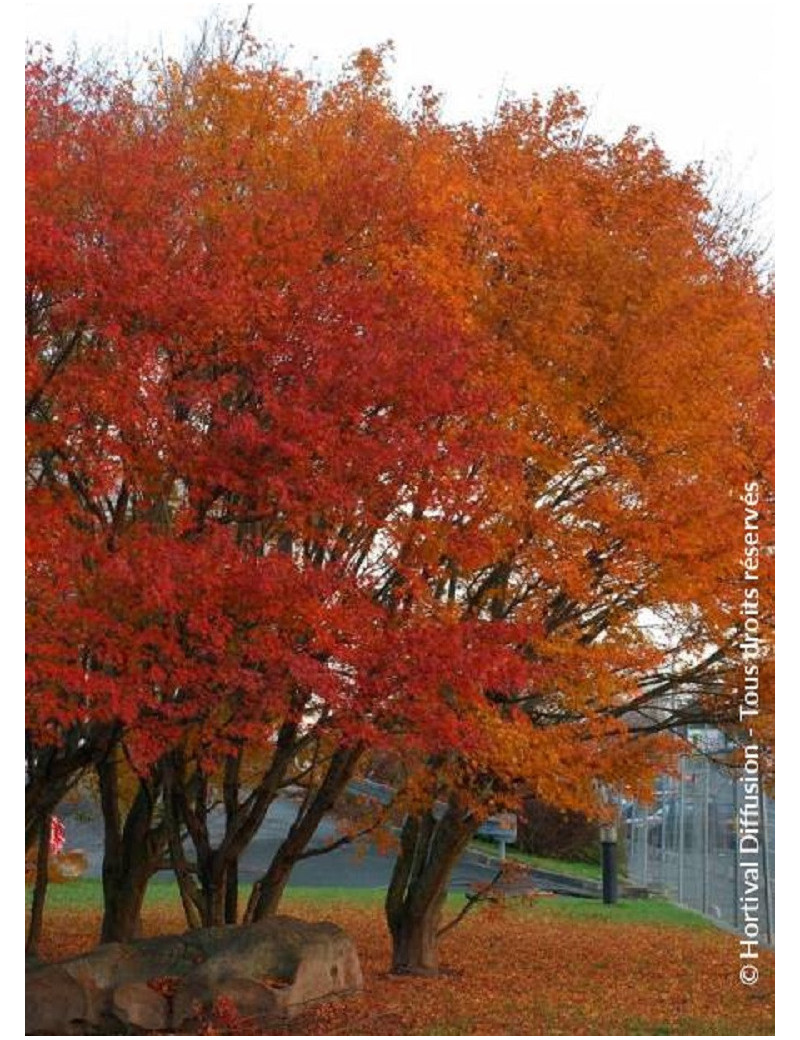 ACER palmatum