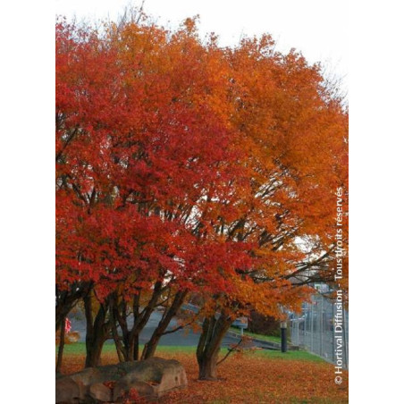 ACER palmatum