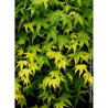 ACER palmatum