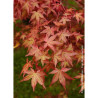 ACER palmatum