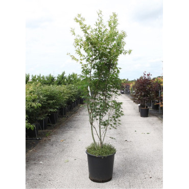 ACER palmatum En pot de 25-30 litres