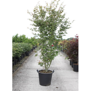 ACER palmatum En pot de 35-50 litres