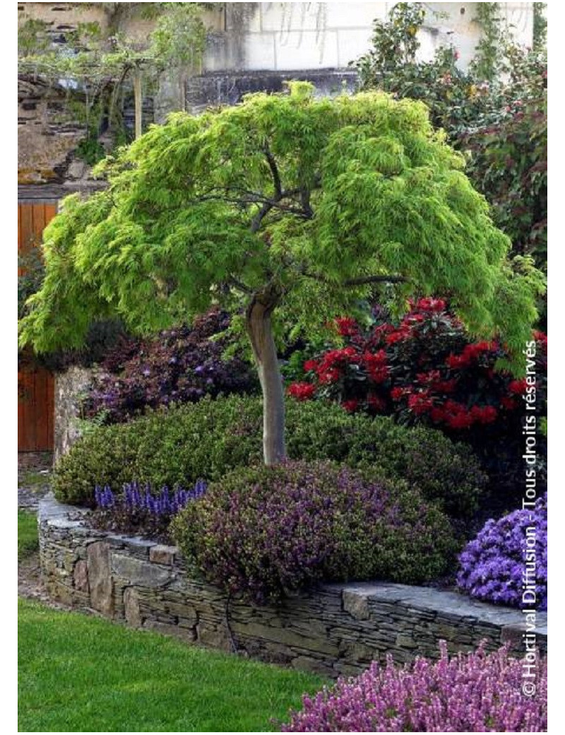 ACER palmatum DISSECTUM