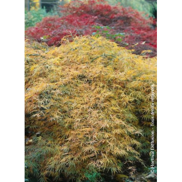 ACER palmatum DISSECTUM