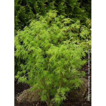 ACER palmatum DISSECTUM SEIRYU