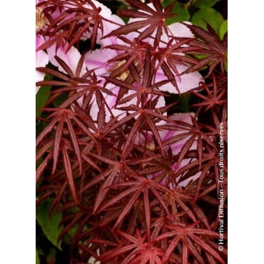 ACER palmatum DISSECTUM TROMPENBURG