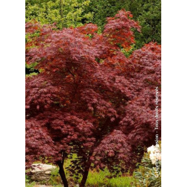 ACER palmatum DISSECTUM TROMPENBURG