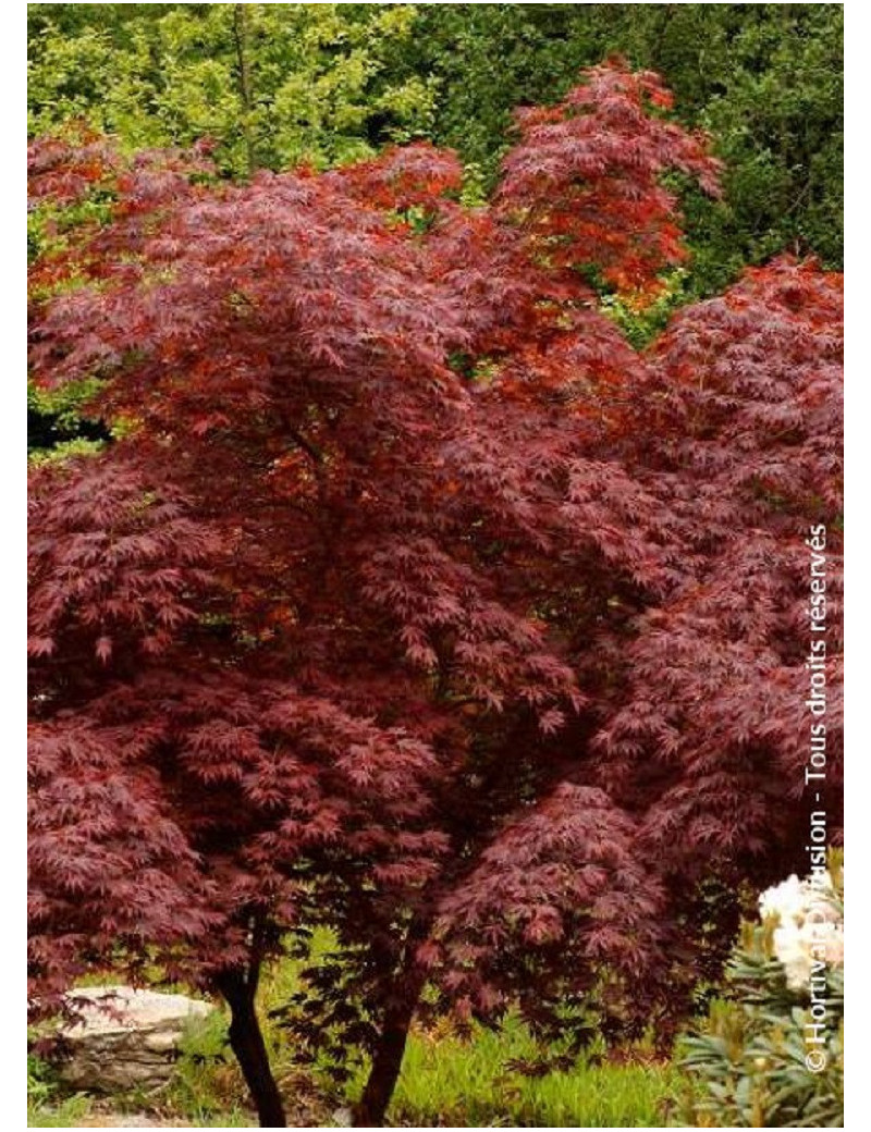 ACER palmatum DISSECTUM TROMPENBURG