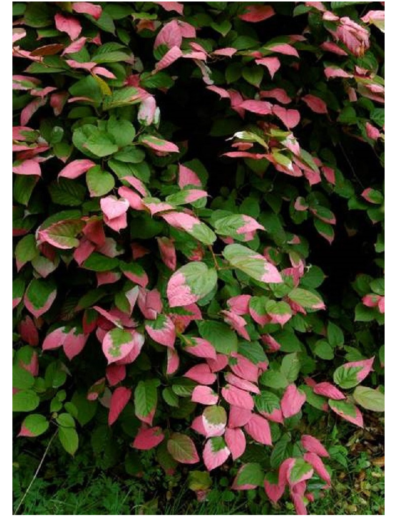 ACTINIDIA kolomikta