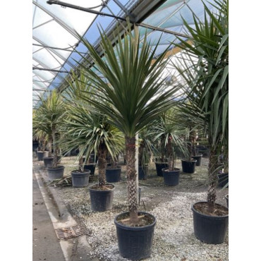 CORDYLINE australis