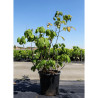 AESCULUS parviflora En pot de 35-50 litres