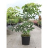 AESCULUS parviflora En pot de 15-20 litres