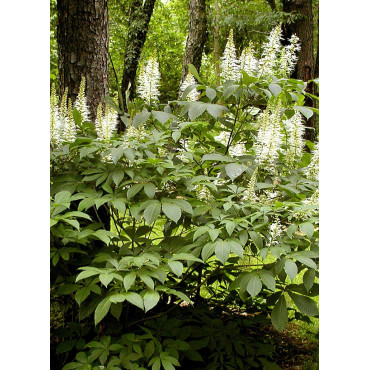 AESCULUS parviflora