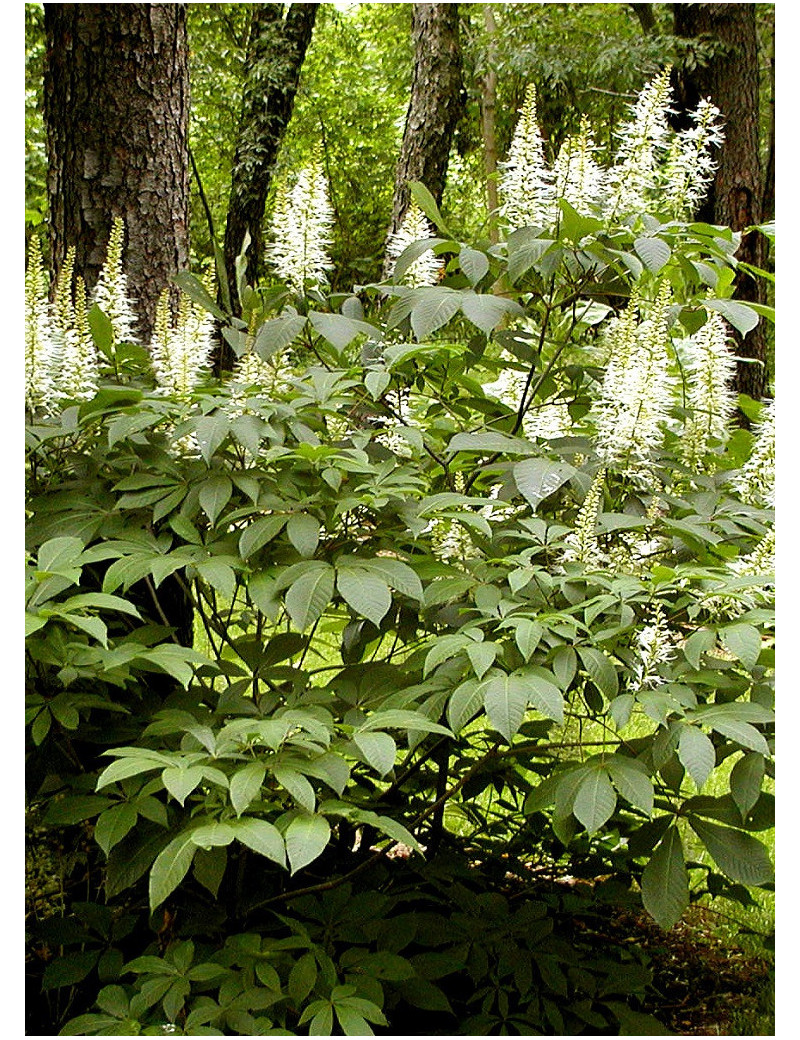 AESCULUS parviflora