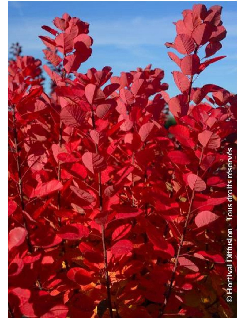 COTINUS coggygria FLAMISSIMO