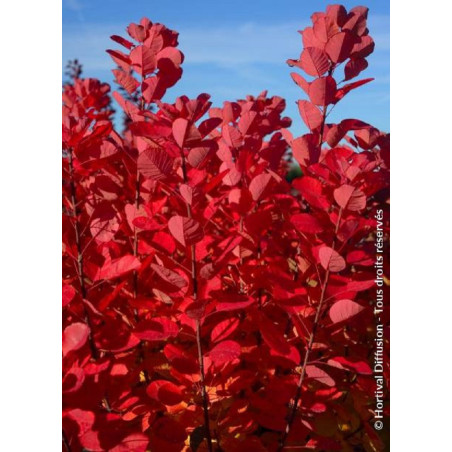 COTINUS coggygria FLAMISSIMO