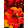 COTINUS coggygria FLAMISSIMO