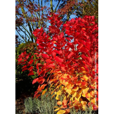 COTINUS coggygria FLAMISSIMO