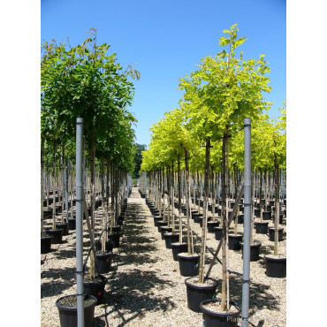 ROBINIA margaretta CASQUE ROUGE En pot de 35-50 litres forme tige hauteur du tronc 180-200 cm