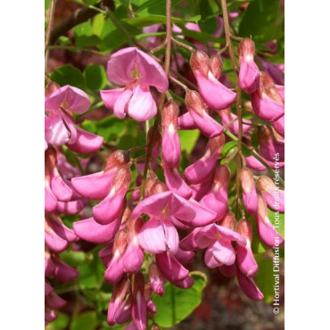 ROBINIA margaretta CASQUE ROUGE