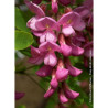 ROBINIA margaretta CASQUE ROUGE