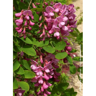 ROBINIA margaretta CASQUE ROUGE