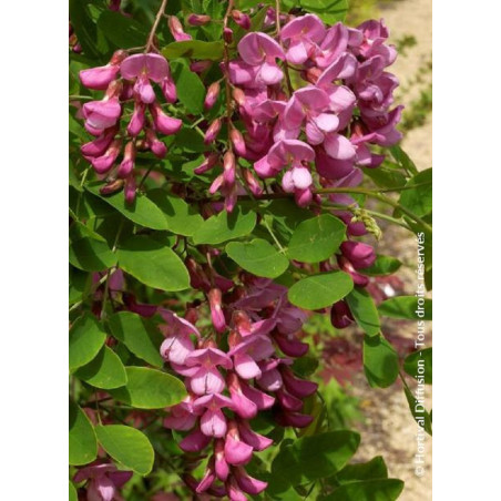 ROBINIA margaretta CASQUE ROUGE