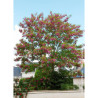 ROBINIA margaretta CASQUE ROUGE