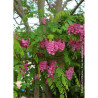 ROBINIA margaretta CASQUE ROUGE