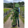 ROBINIA margaretta CASQUE ROUGE En pot de 10-12 litres forme baliveau