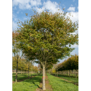 ZELKOVA serrata