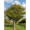 ZELKOVA serrata