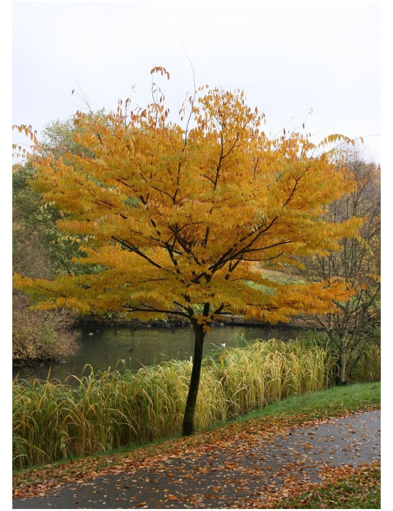 ZELKOVA serrata