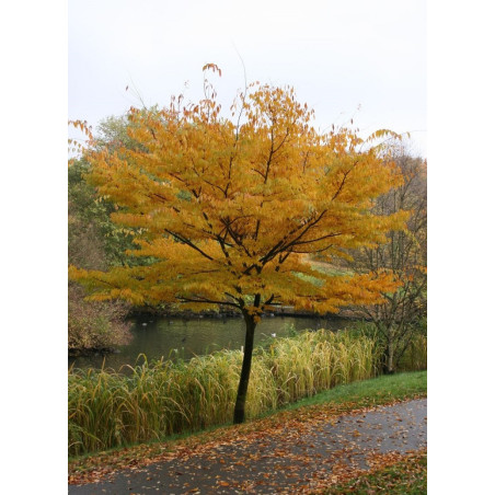 ZELKOVA serrata